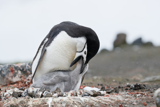 Chinstrap Penguin Feeds Chick