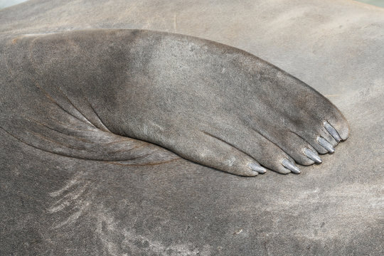 Close up of elephant seal flipper