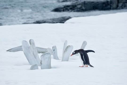 Gentoo penguin looks at whale carcass