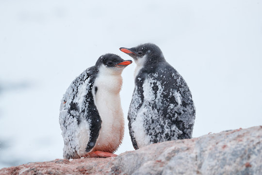 Two Gentoo penguin chicks