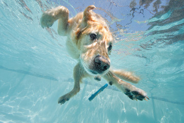 Golden retriever swims underwater
