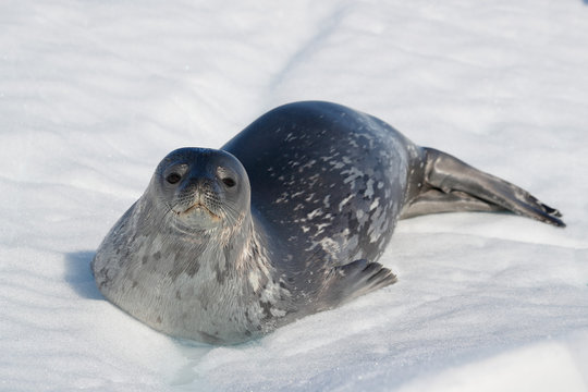 Weddell seal rests on snow
