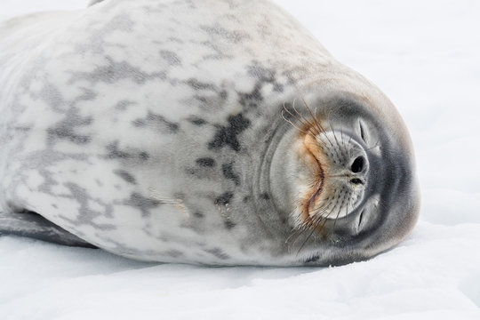 Close up of Weddell seal sleeping in snow