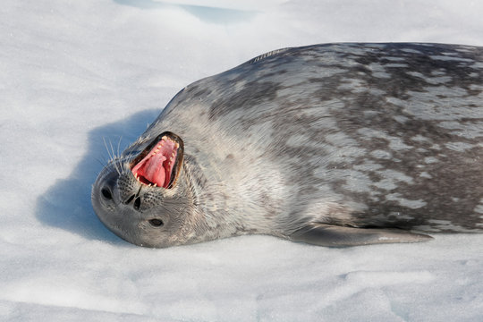 Weddell seal yawns upside down