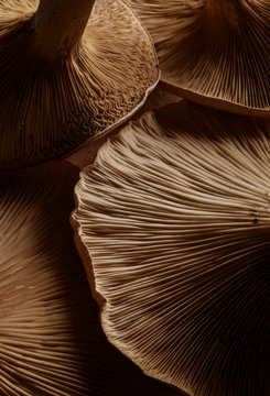 Close up of Portobello mushrooms