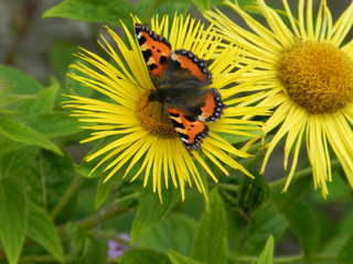 Monarch butterfly on a yellow aster flower