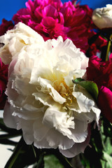 Beautiful flowers of peonies red and pink close up