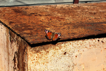 Butterfly monarch with brown wings on an old ugly rusty metallic surface. Awful and beautiful