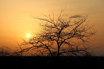 Sunset thrue tree