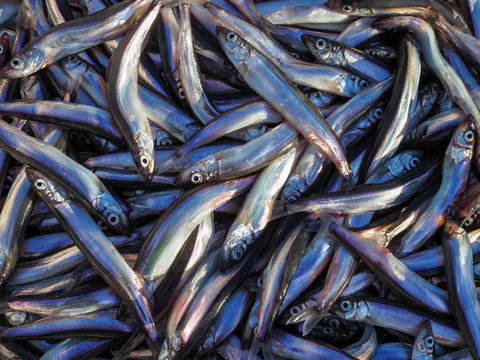 Pile of fresh anchovy fish