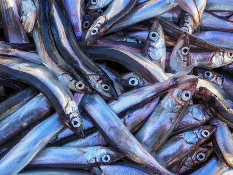 Close up of anchovy fish