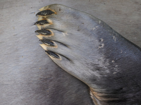 Close up of grey seal flipper