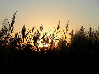 Beautiful sunrise through sea oats grass in silhouette
