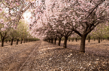 Blossom almond trees in spring orchard . Shallow depth of field