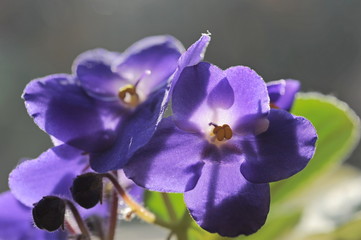 Fototapeta na wymiar Close up of Saintpaulia - violet flower
