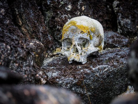 Human skull covered in lichen rests on rock