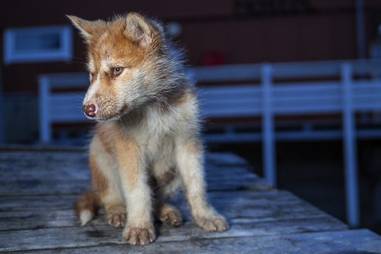 Greenland Dog puppy sits outdoors
