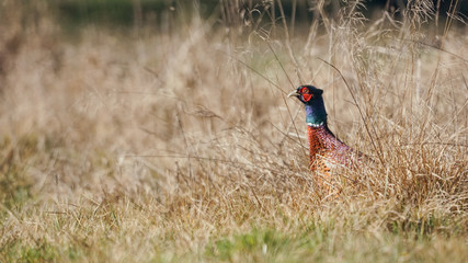 Fasan im Frühling