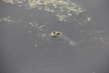Fototapeta premium frog in pond