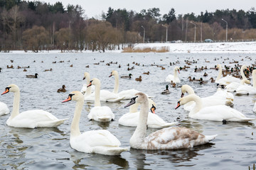 Feeding hungry birds, a lot of white swans and ducks swimming in the river in winter.