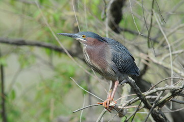 Little green heron