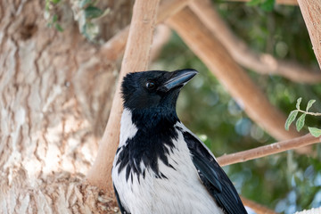 Schwarz-weißer Vogel Krähe sitzt im Baum und schaut in die Ferne.