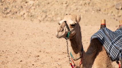 Kamel oder Dromedar in der Wüste Ägyptens mit buntem Halfter