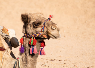 Gesicht eines Kamel oder Dromedar in der Wüste Ägyptens mit buntem Halfter