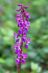 Obraz premium Wild orchid flower