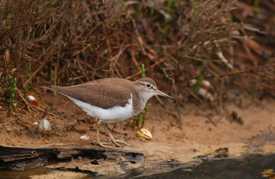 Piro piro piccolo (Actitis hypoleucos) sulla riva dello stagno- ritratto