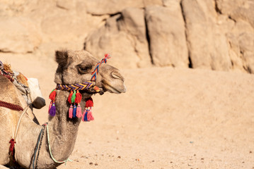 Gesicht eines Kamel oder Dromedar in der Wüste Ägyptens mit buntem Halfter