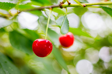 Large red cherry berries among the green leaf_