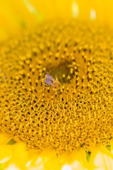 Honey bee covered with yellow pollen collecting sunflower nectar. Animal sitting at sunny summer sun flower. Important collect environment ecology sustainability. Awareness of nature climate change