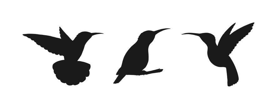 Set of three detailed black hummingbird silhouettes isolated on white