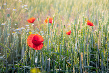 Red poppies in a wheat field in sunny weather_