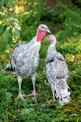 Two turkeys in a garden on a farm among grass _