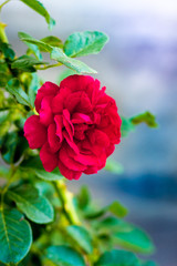 Red rose with leaves on a blurry background_