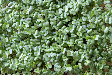 Young homegrown broccoli microgreens