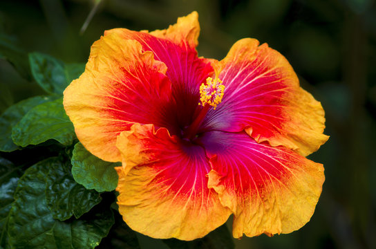 Tahitian Lion Queen