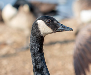 Canada goose
