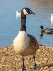 Canada Goose