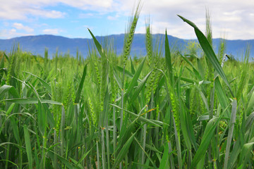 dew on the spikes