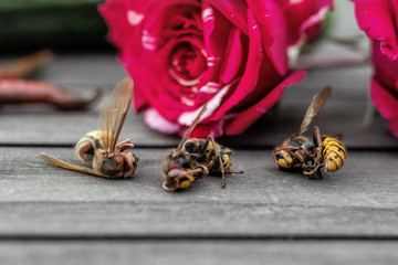 Drei Hornissen vor Rose