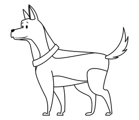 dog with collar