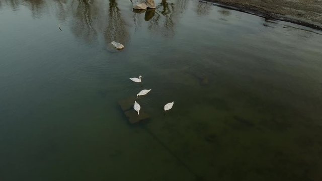 4 cuccioli di cigno visti dell'alto da drone in lago riserva naturale