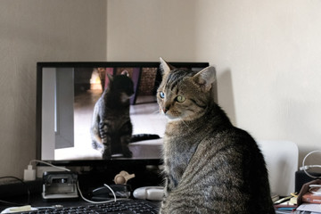 Kleine Katze vor Monitor