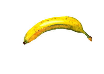 Hand drawn watercolor banana fruit closeup isolated on white background realistic 