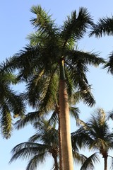 Low angle view of tropical palm trees
