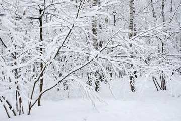 snow on the branches of trees in the winter forest