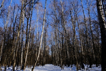 winter forest against a blue sky